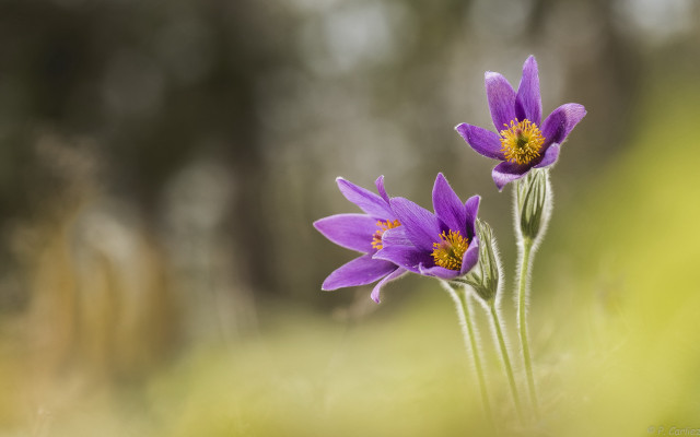 Purple flowers field butterfly blurry free wallpaper for desktop - medium preview image