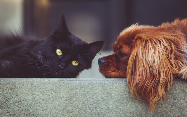 Dog cat ledge illustration animal free wallpaper for desktop - medium preview image