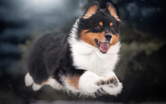 Dog jumping energetic shiba inu free wallpaper for desktop - medium preview image