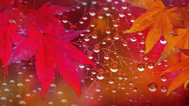 Red leaf water droplets macro #7 free wallpaper for desktop - medium preview image