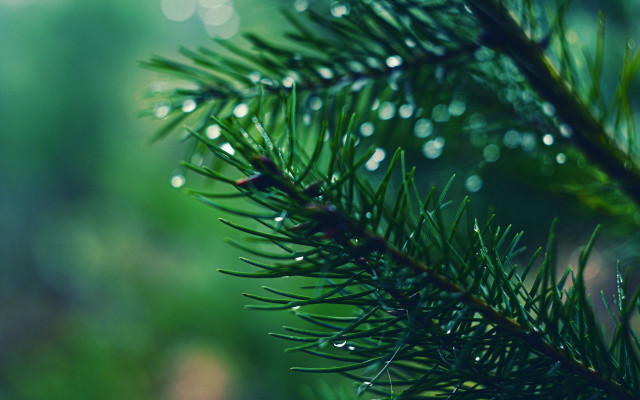 Pine water drops branch nature free wallpaper for desktop - medium preview image