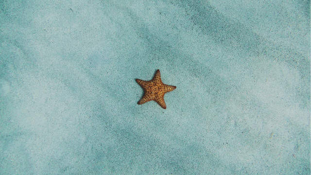 Starfish beach sand night sky free wallpaper for desktop - medium preview image