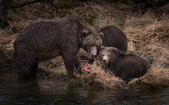 Bears fish river grass trees free wallpaper for desktop - medium preview image