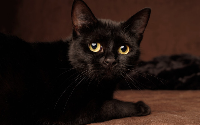Black cat yellow eyes couch #5 free wallpaper for desktop - medium preview image