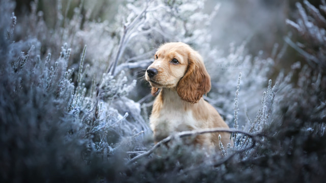 Frosty dog in field elk free wallpaper for desktop - medium preview image