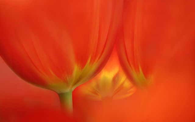 Red flower yellow petals macro free wallpaper for desktop - medium preview image