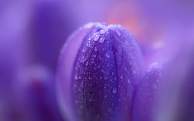 Purple flower water droplets macro #32 free wallpaper for desktop - medium preview image