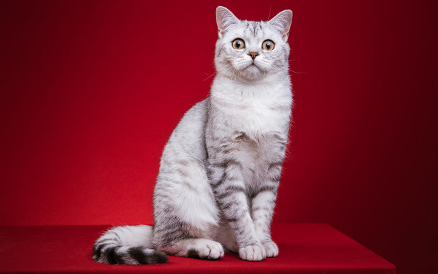 White gray cat red background free wallpaper for desktop - medium preview image