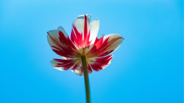 Red white flower blue sky #2 free wallpaper for desktop - medium preview image