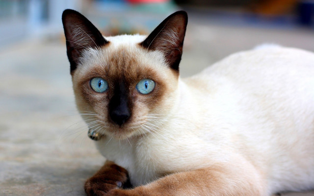 Siamese blue eyes curious cat free wallpaper for desktop - medium preview image