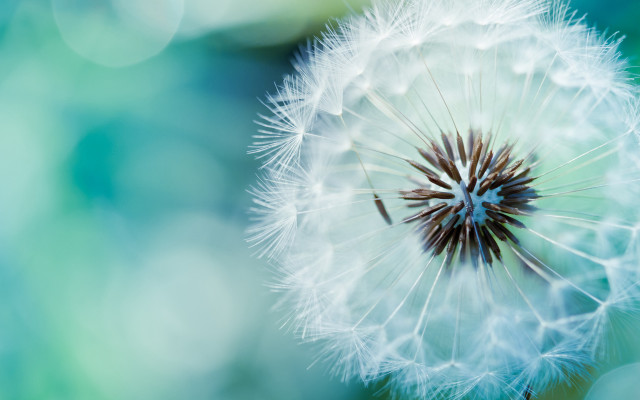 Dandelion blurry background blue green #3 free wallpaper for desktop - medium preview image