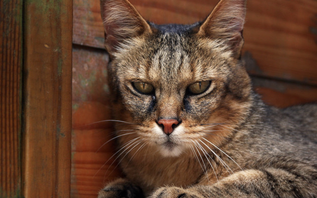 Cat sad looking blurry dog free wallpaper for desktop - medium preview image