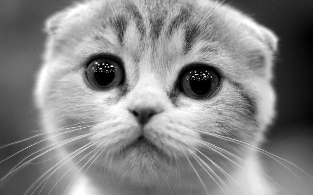 Cat eye pointillism greyscale face free wallpaper for desktop - medium preview image