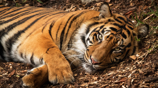 Tiger woods laying sumatraism closed free wallpaper for desktop - medium preview image