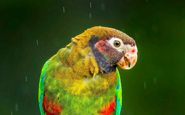 Colorful bird raindrop branch rain free wallpaper for desktop - medium preview image