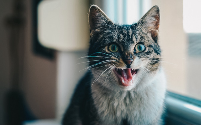 Cat open mouth blurry teeth free wallpaper for desktop - medium preview image
