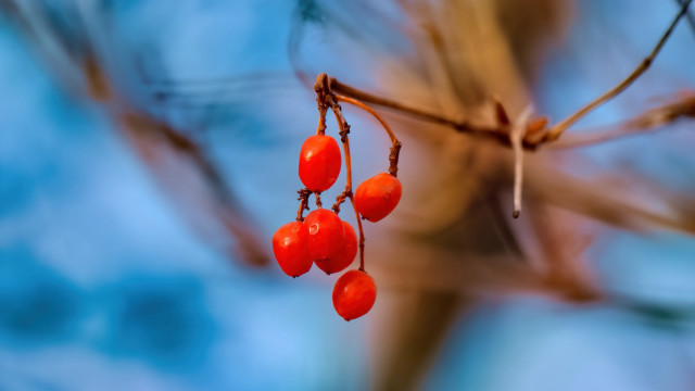 Branch berries blue sky bokeh free wallpaper for desktop - medium preview image