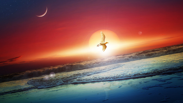 Bird beach red sky moon free wallpaper for desktop - medium preview image