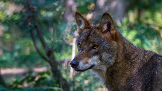 Wolf forest bokeh nature male free wallpaper for desktop - medium preview image