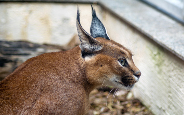 Small brown horned animal wall free wallpaper for desktop - medium preview image