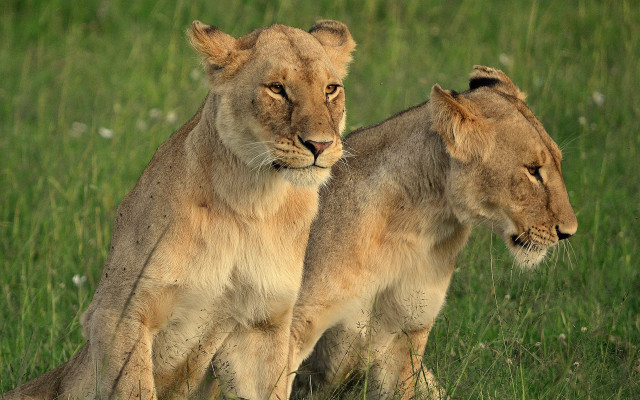 Lions field grass flowers nature free wallpaper for desktop - medium preview image
