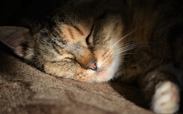 Cat sleeping couch pillow diffuse free wallpaper for desktop - medium preview image
