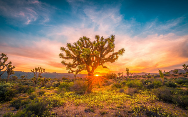 Cactus field sunset clouds landscape free wallpaper for desktop - medium preview image