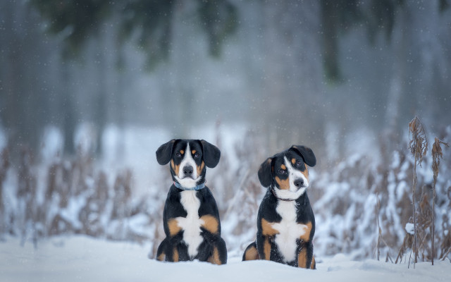 Two dogs snow trees bushes free wallpaper for desktop - medium preview image