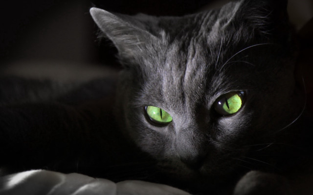 Black cat green eyes holography free wallpaper for desktop - medium preview image