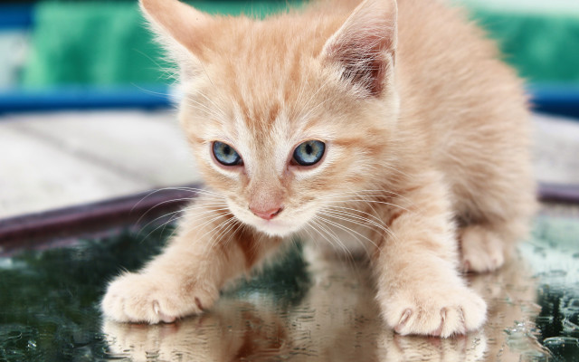 Small kitten blue eyes reflection free wallpaper for desktop - medium preview image