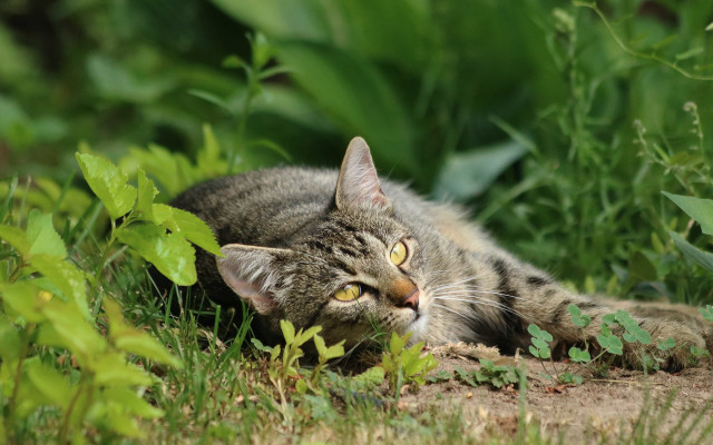 Cat grass wide eyed jigsaw free wallpaper for desktop - medium preview image