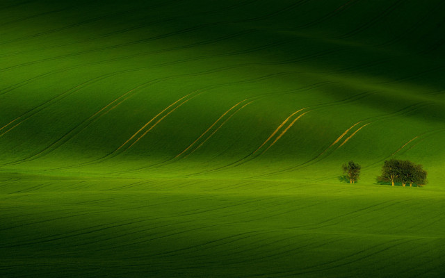 Green field trees light exposure free wallpaper for desktop - medium preview image