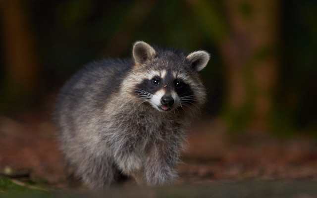 Raccoon woods smile black background free wallpaper for desktop - medium preview image