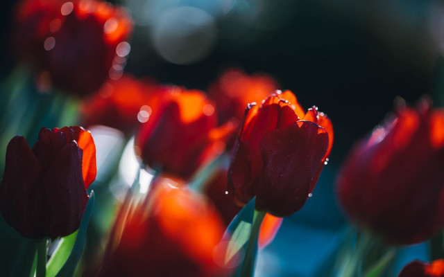 Red flowers water droplets macro #5 free wallpaper for desktop - medium preview image