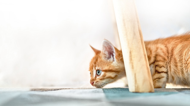 Kitten illusion blue eyes beach free wallpaper for desktop - medium preview image