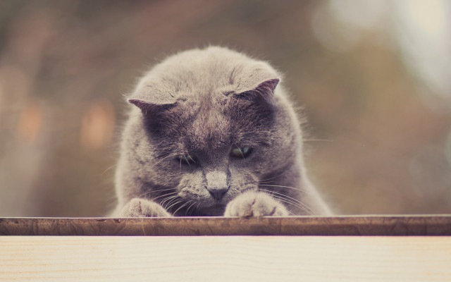 Cat over wooden rail paw free wallpaper for desktop - medium preview image