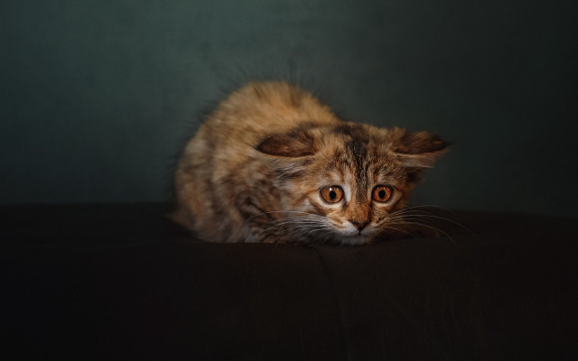 Sad cat table shock art free wallpaper for desktop - medium preview image