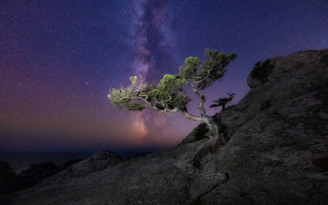 Tree hill milky way star free wallpaper for desktop - medium preview image