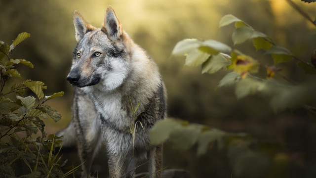 Wolf forest sunlight nature animal free wallpaper for desktop - medium preview image