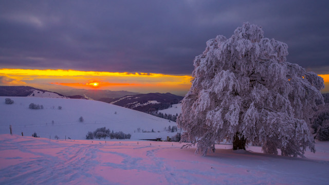 Snowy tree sunset mountains citylights free wallpaper for desktop - medium preview image