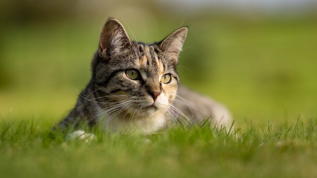 Sad cat in grass tiltshift free wallpaper for desktop - medium preview image