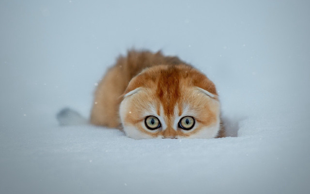 Curious cat in snow surrealism free wallpaper for desktop - medium preview image