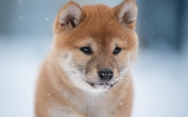 Small brown dog snowflake blurry free wallpaper for desktop - medium preview image