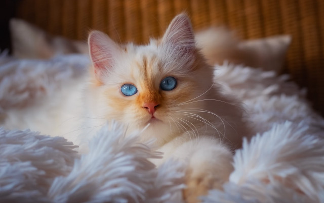 White kitten blue eyes fluffy free wallpaper for desktop - medium preview image