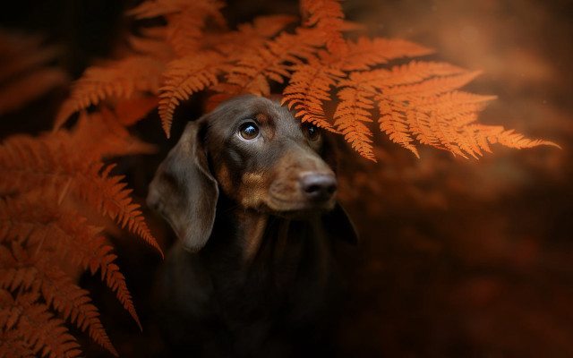 Dog plant blurry photorealistic fire free wallpaper for desktop - medium preview image