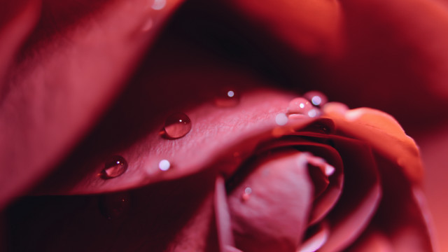Rose water droplets closeup red free wallpaper for desktop - medium preview image