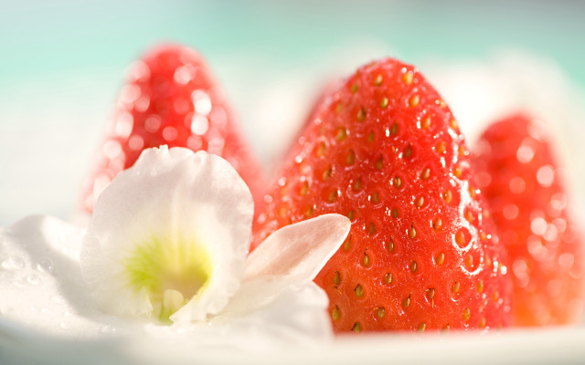 Strawberries flower water droplets blue free wallpaper for desktop - medium preview image