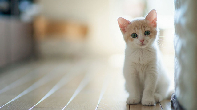 Small white kitten wooden floor #2 free wallpaper for desktop - medium preview image