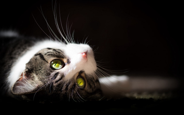 Black cat green eyes laying #7 free wallpaper for desktop - medium preview image