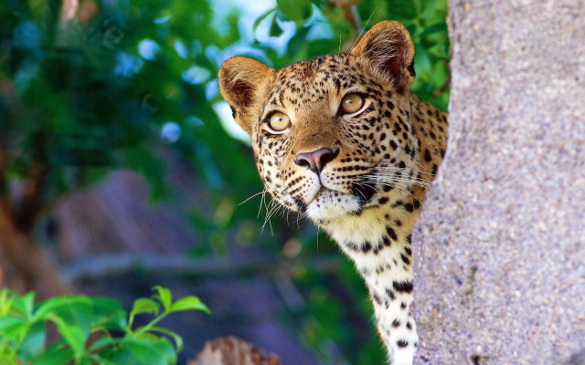 Leopard peeking behind tree zoo free wallpaper for desktop - medium preview image